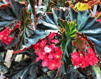 B. ‘Little Miss Mary’